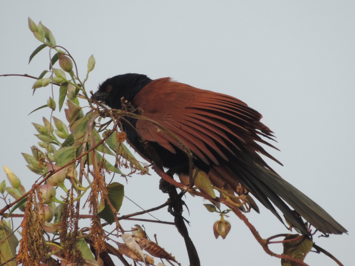 Greater Coucal - Win Nwe
