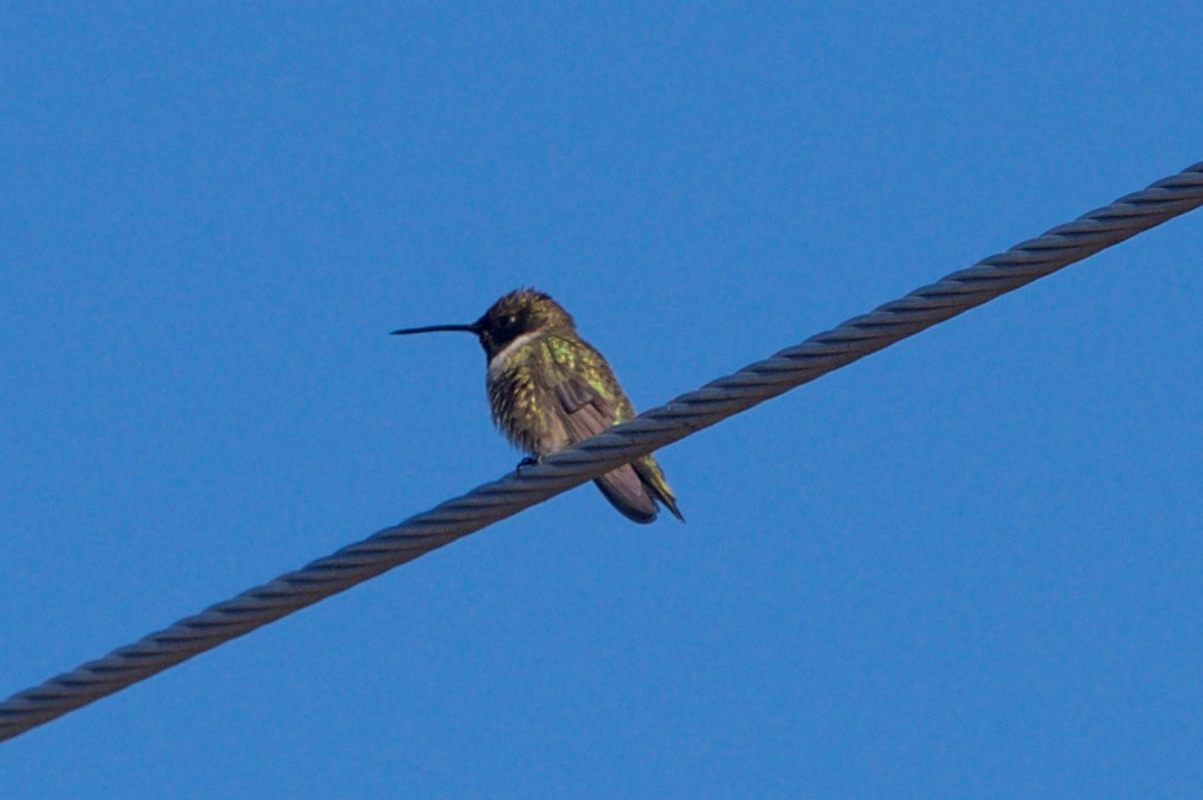 Black-chinned Hummingbird - Hal Mitchell