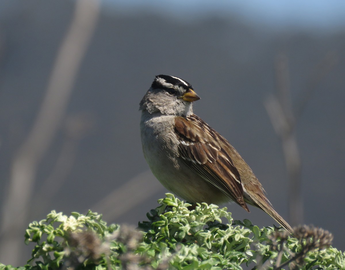 White-crowned Sparrow - Casey Girard