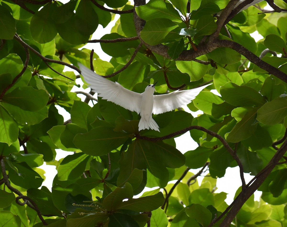 White Tern - T Norris
