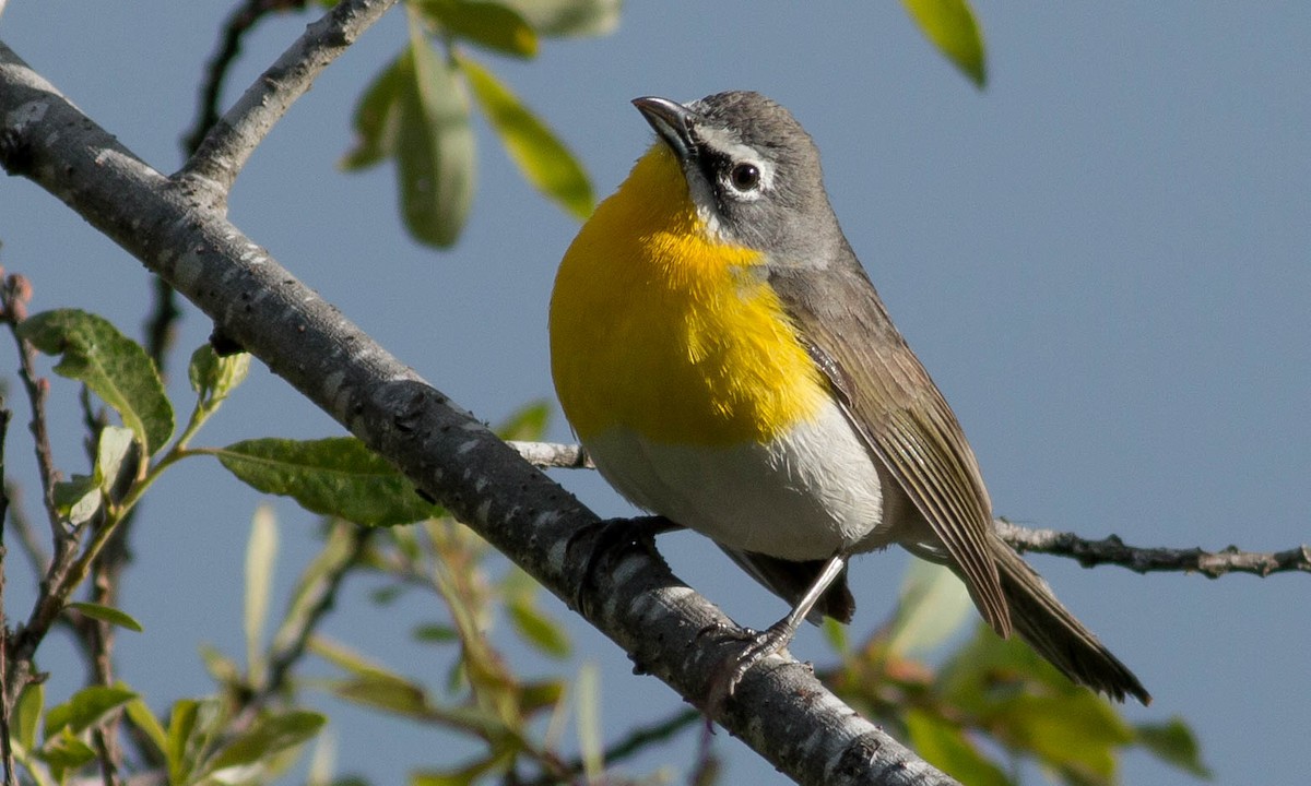 Yellow-breasted Chat - ML95111851