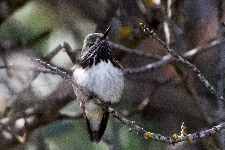 Calliope Hummingbird - ML95117021