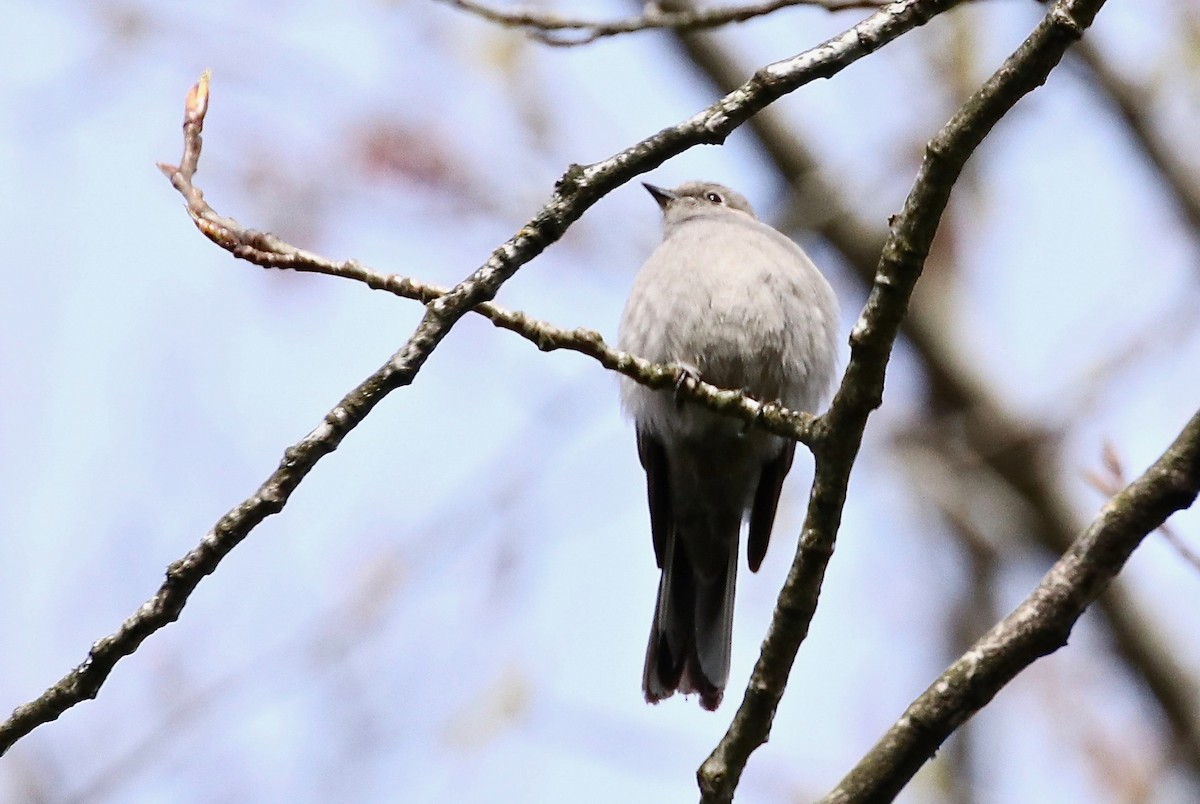 Townsend's Solitaire - Perry  Edwards