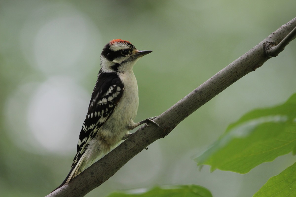 Downy Woodpecker (Eastern) - Kevin Cheng