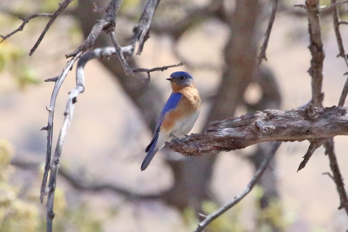 Eastern Bluebird (Mexican) - ML95124471