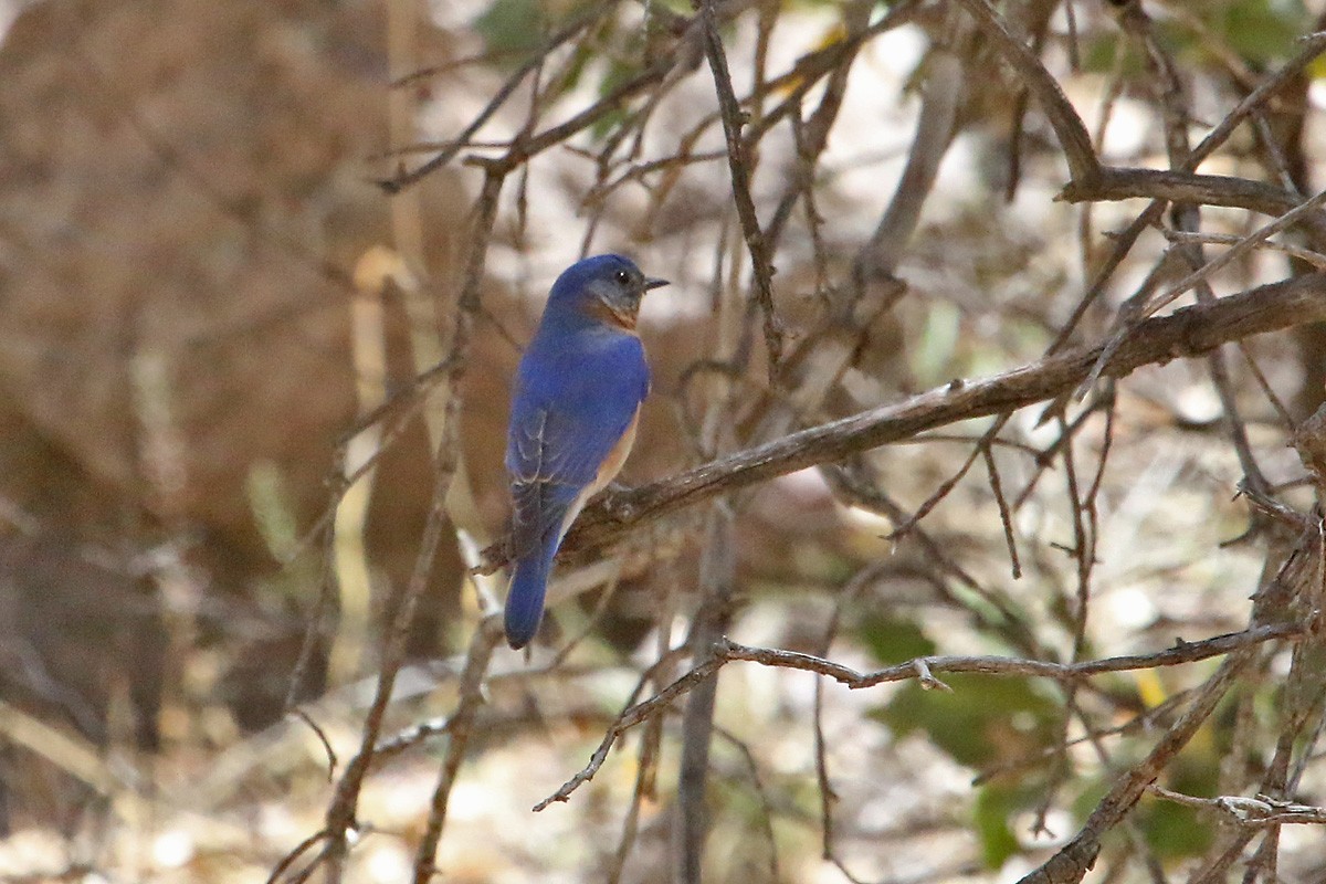 Eastern Bluebird (Mexican) - ML95124481