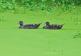  - African Black Duck