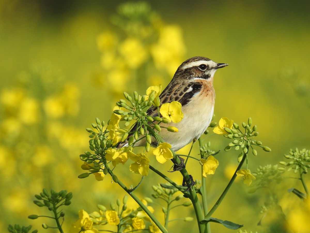 Whinchat - ML95130581