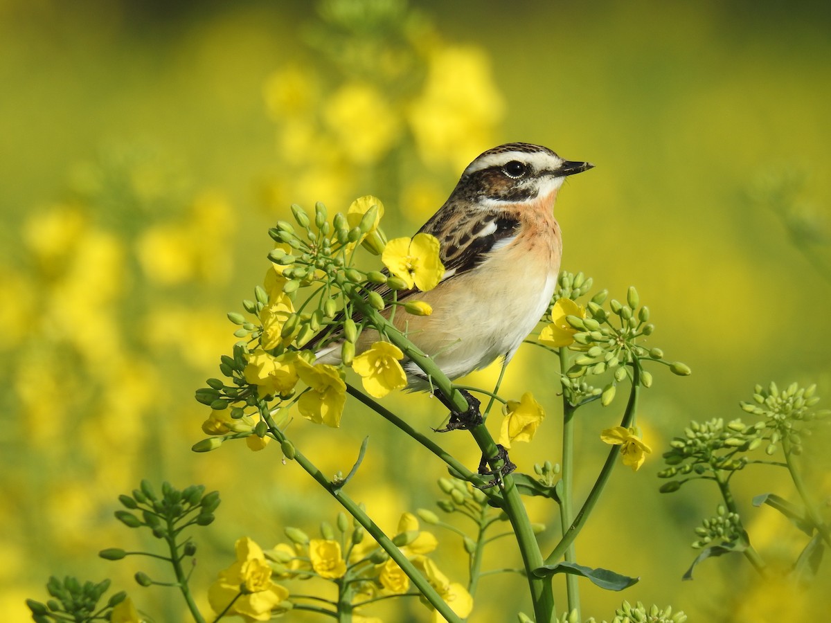 Whinchat - ML95130601