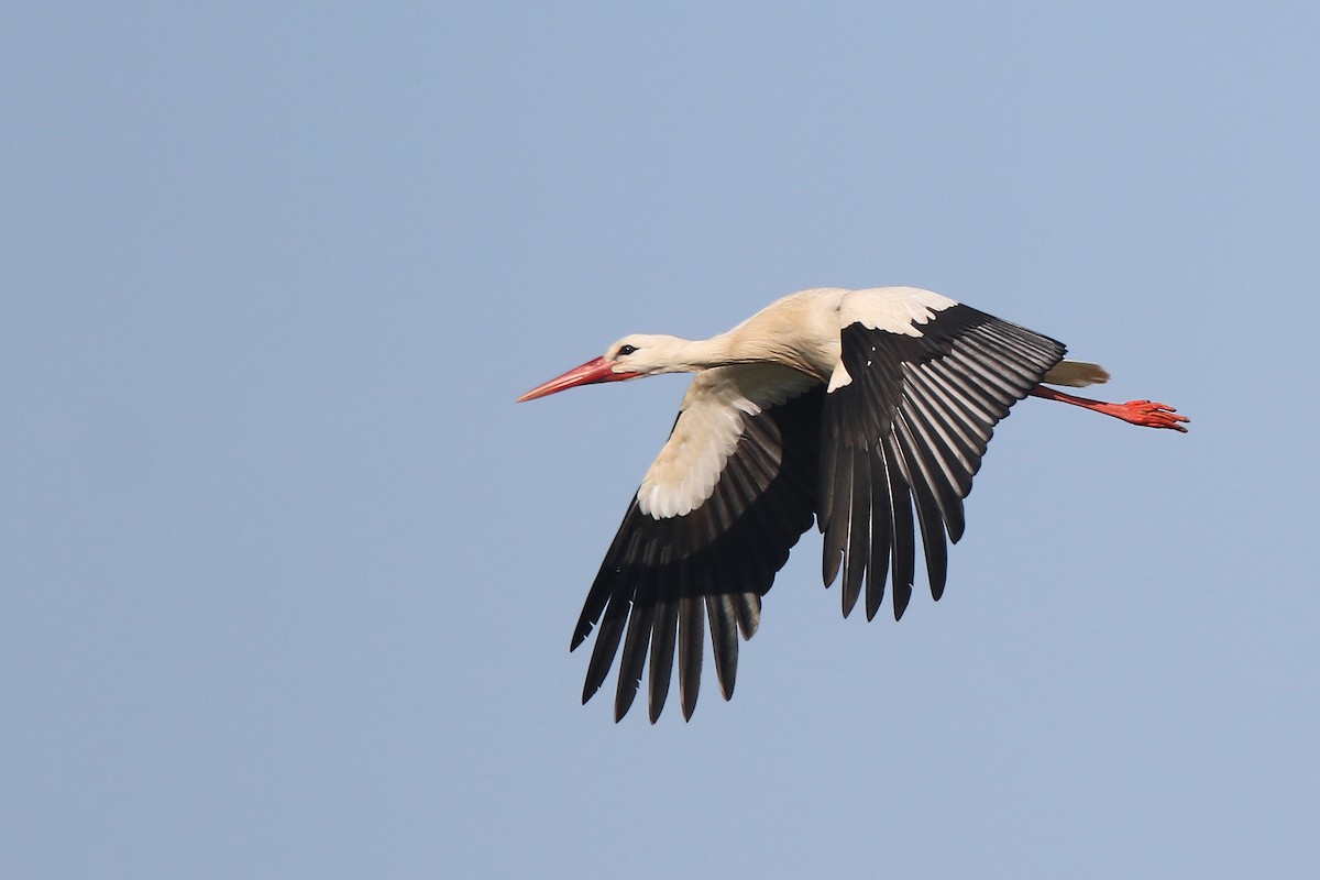 White Stork - ML95130671