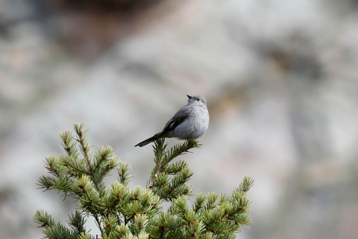 Townsend's Solitaire - Cameron  Boyd