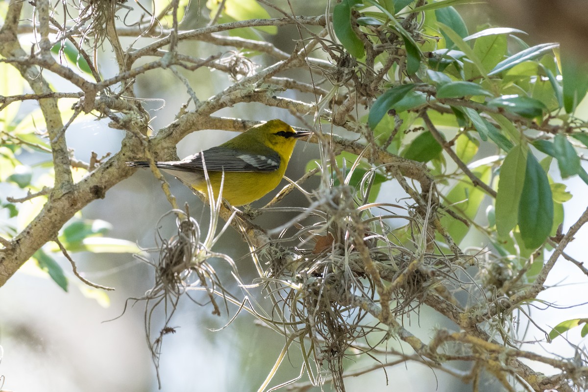 Blue-winged Warbler - Marlo Hill