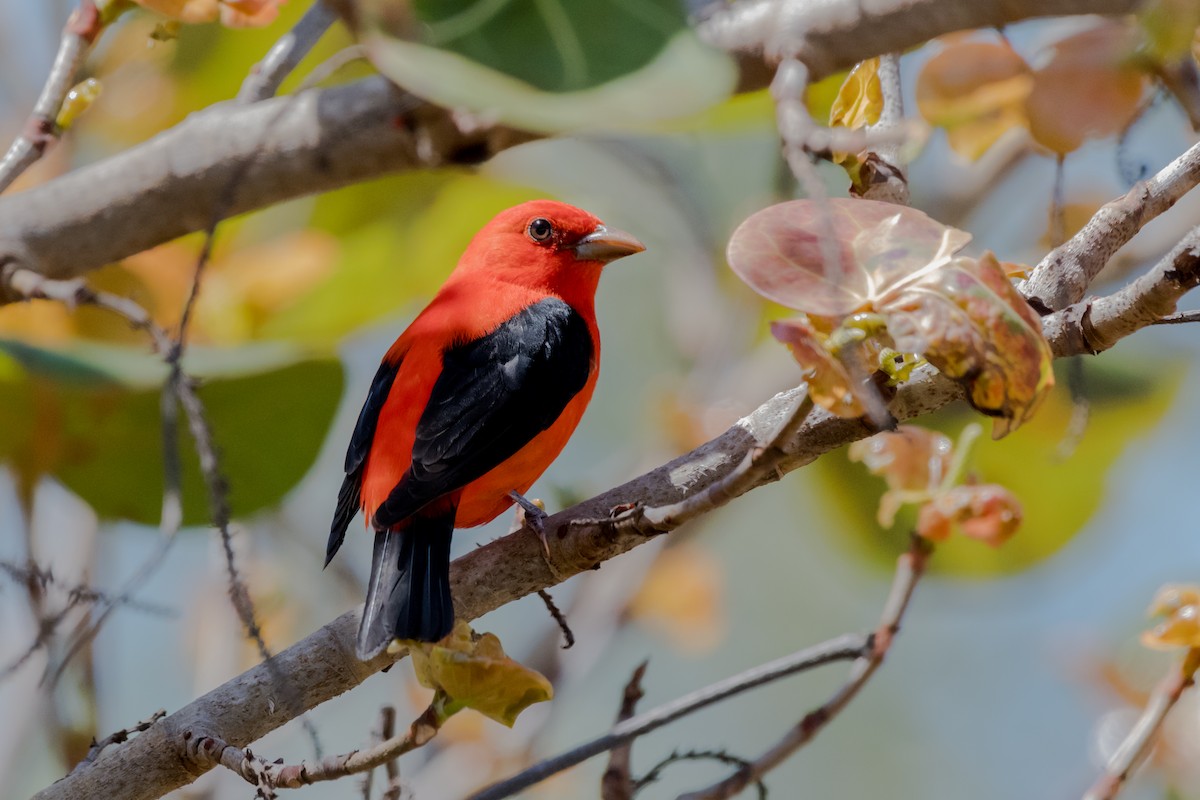 Scarlet Tanager - Marlo Hill