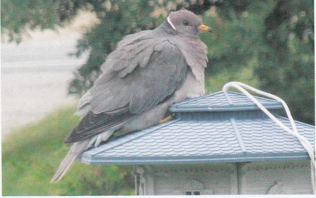 Band-tailed Pigeon - Comité d'homologation des oiseaux rares du Québec