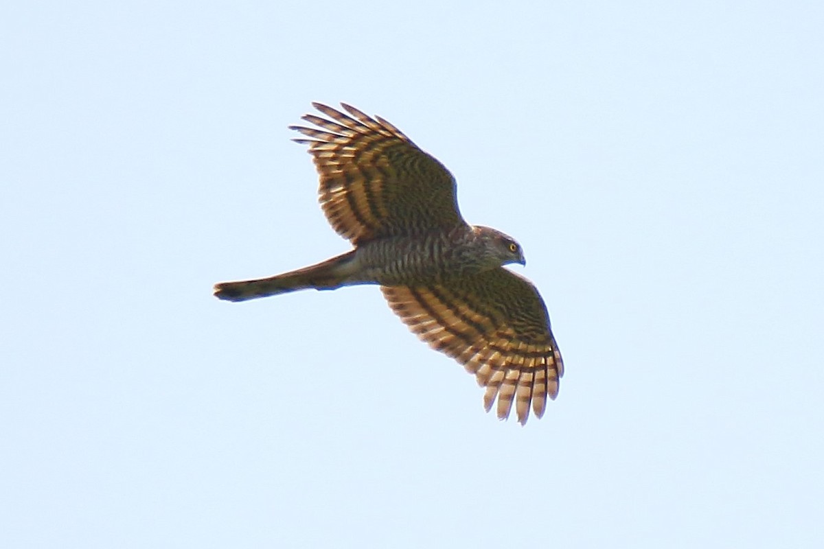 Eurasian Sparrowhawk - ML95134401