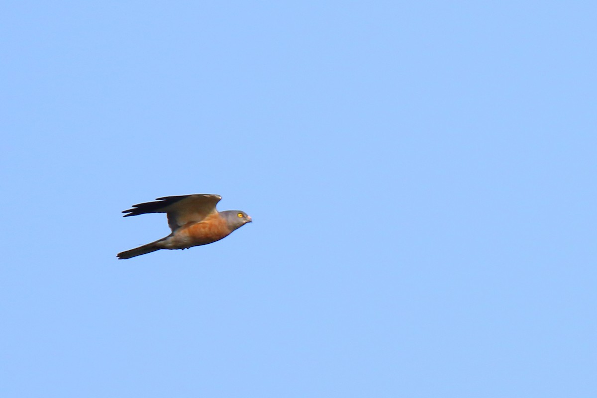 Chinese Sparrowhawk - ML95134431
