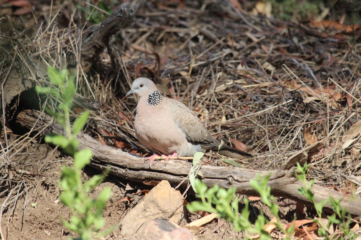 Spotted Dove - Ryan Leys