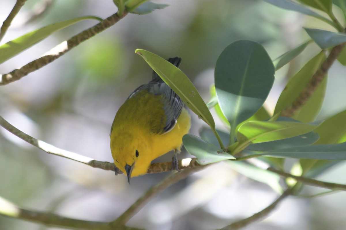 Prothonotary Warbler - Susan Fears