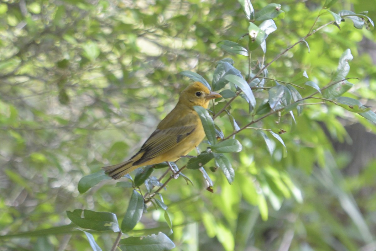 Summer Tanager - Susan Fears