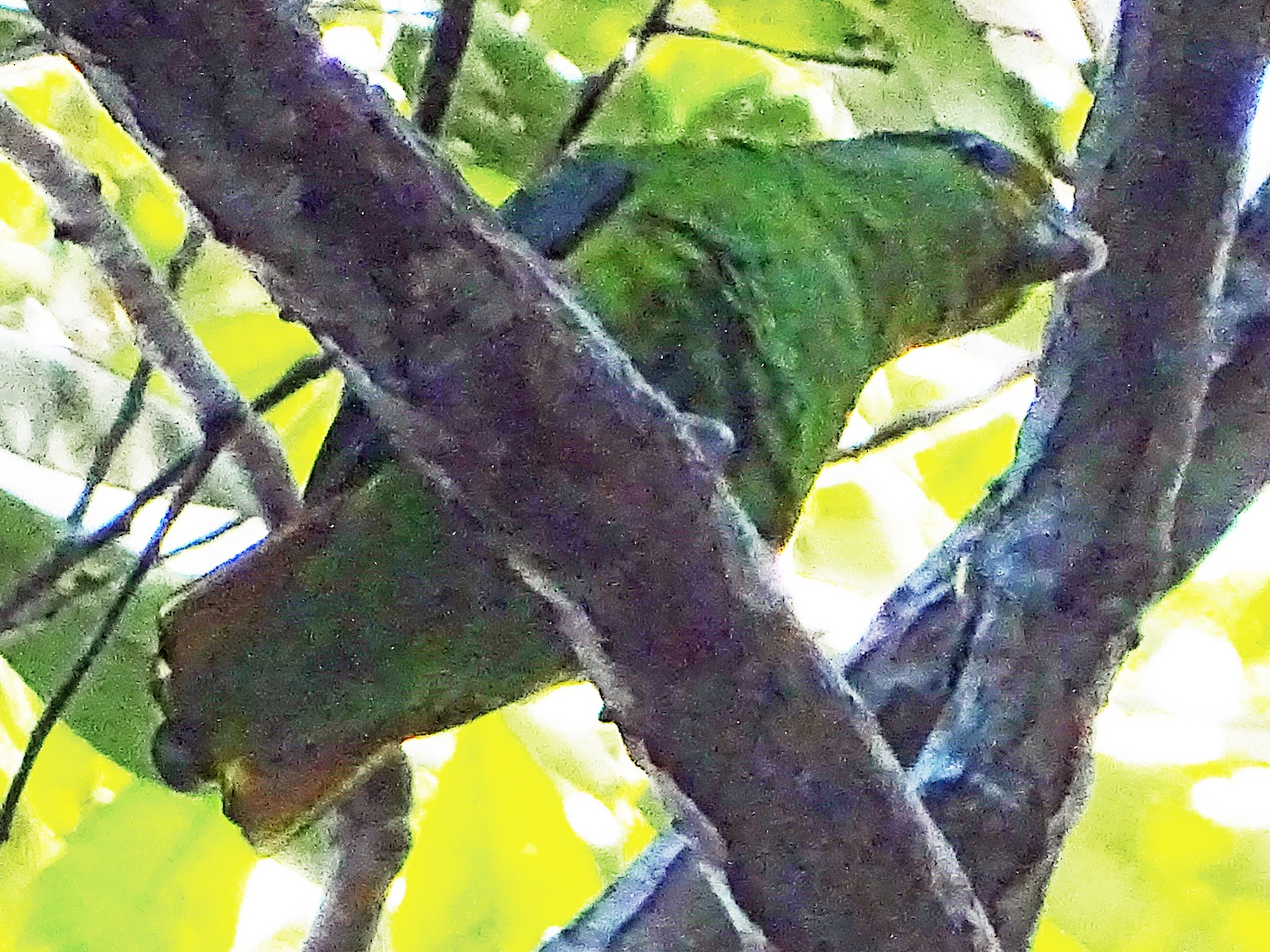 Golden-tailed Parrotlet - Francisco González Táboas