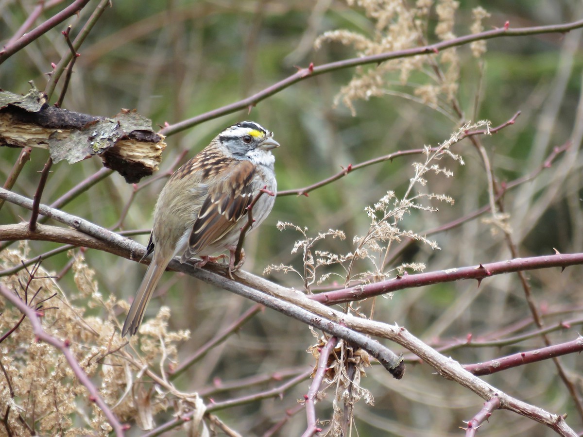 White-throated Sparrow - Diane Traina