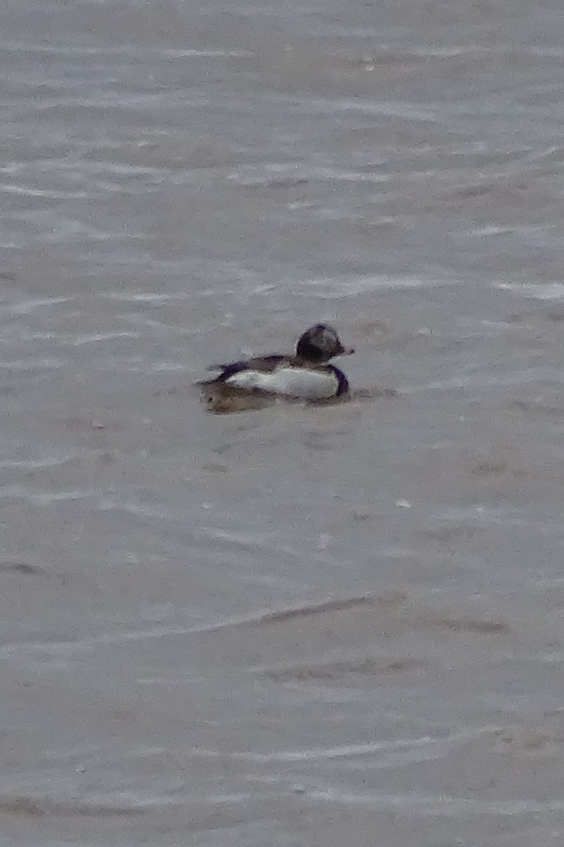 Long-tailed Duck - Don Bemont