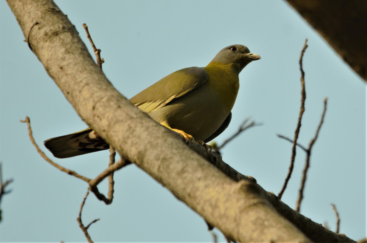 Yellow-footed Green-Pigeon - Ameet Mandavia