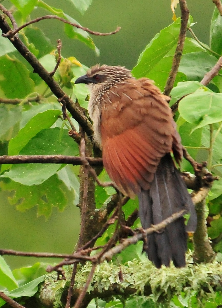 White-browed Coucal - ML95143581