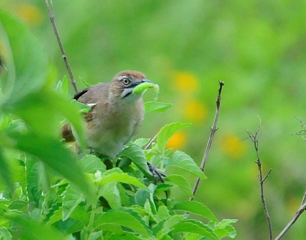 Moustached Grass-Warbler - ML95143721