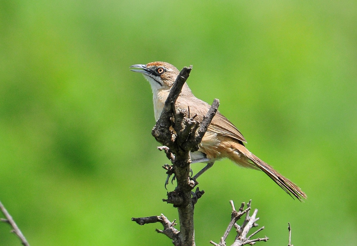 Moustached Grass-Warbler - ML95143831