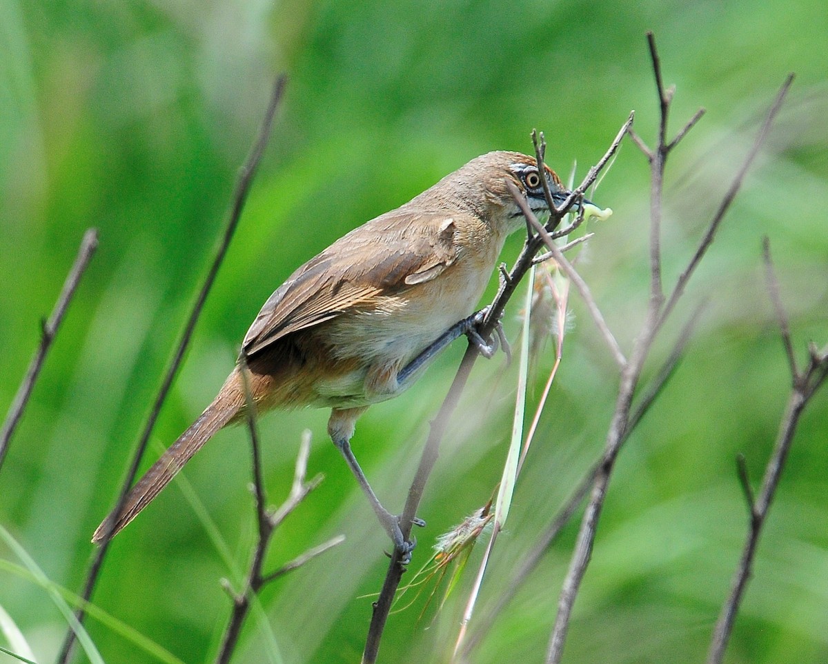 Moustached Grass-Warbler - ML95143841
