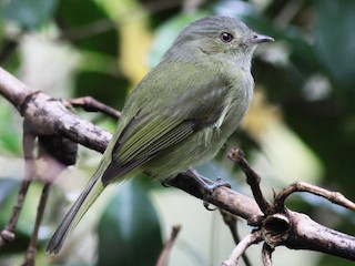  - Serra do Mar Tyrant-Manakin