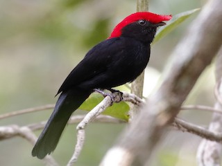 Helmeted Manakin - Antilophia galeata - Birds of the World