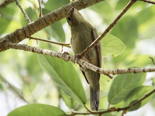 ヘルメットマイコドリ - eBird