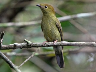 ヘルメットマイコドリ - eBird