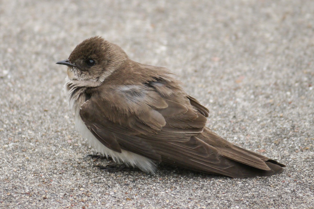 Northern Rough-winged Swallow - Dale Bonk