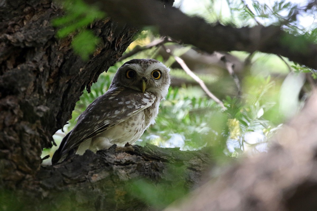 Spotted Owlet - ML95145931