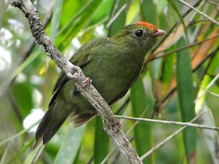 エンビセアオマイコドリ - eBird