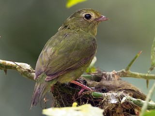 雌鳥 - Luana Bianquini - ML95145961