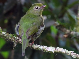 エンビセアオマイコドリ - eBird