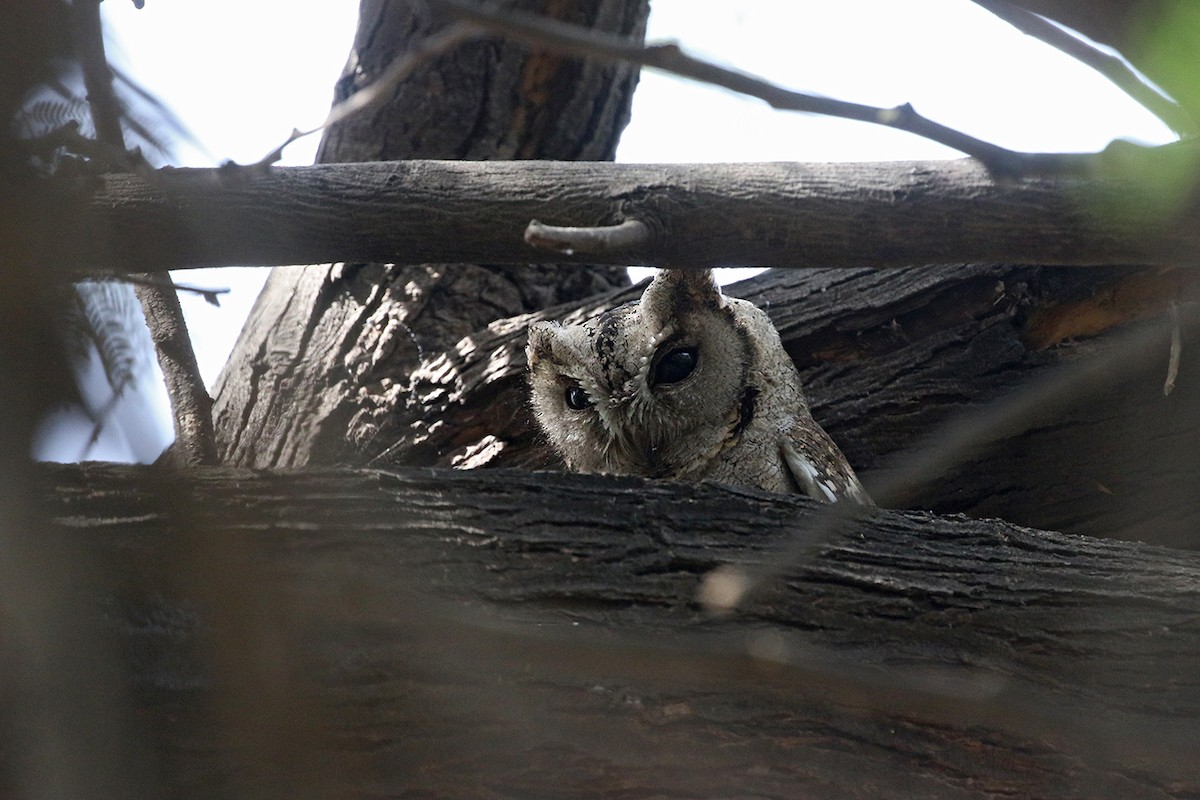 Indian Scops-Owl - Charley Hesse TROPICAL BIRDING