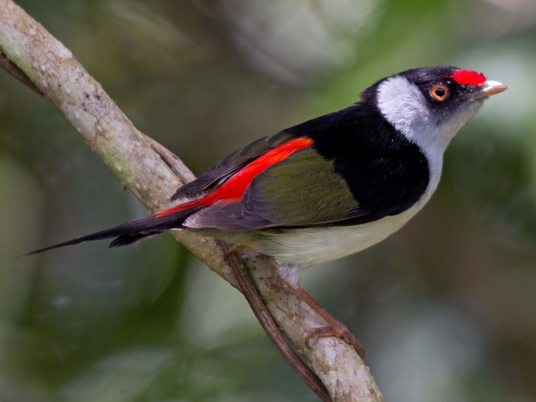 Pin-tailed Manakin - João Vitor Andriola