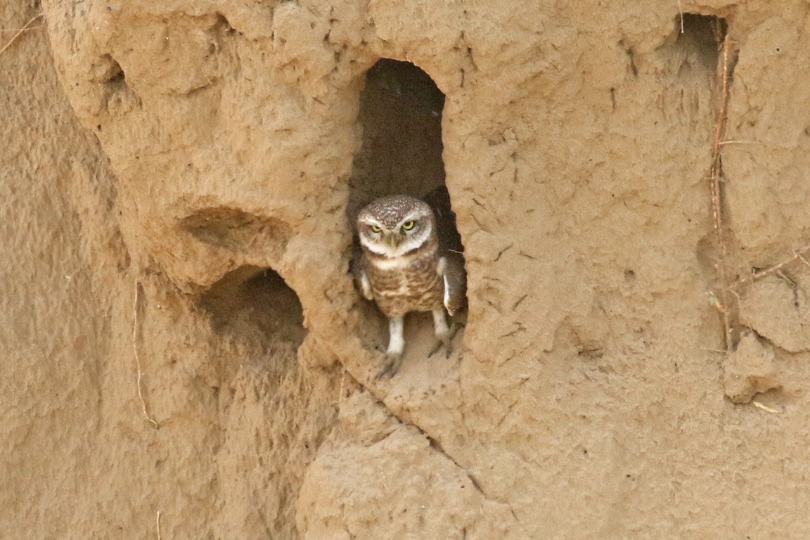 Spotted Owlet - ML95146271