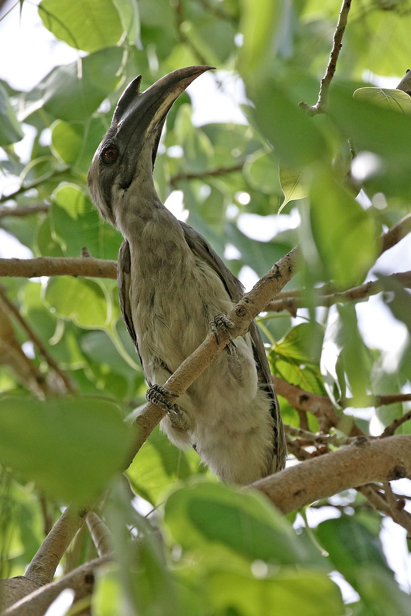 Indian Gray Hornbill - Charley Hesse TROPICAL BIRDING