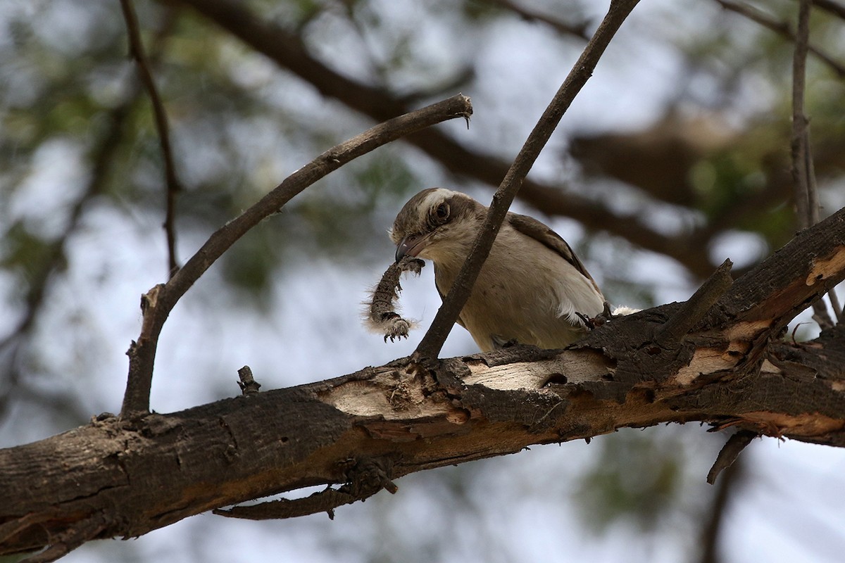 Common Woodshrike - Charley Hesse TROPICAL BIRDING