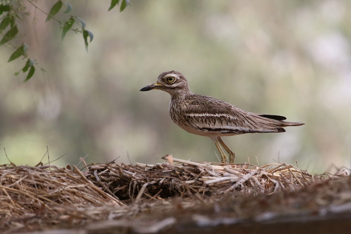 Indian Thick-knee - Charley Hesse TROPICAL BIRDING