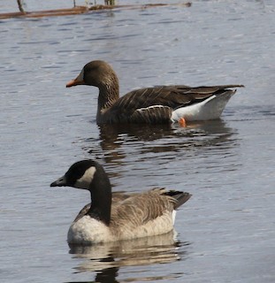 Greater White-fronted Goose, ML95147641