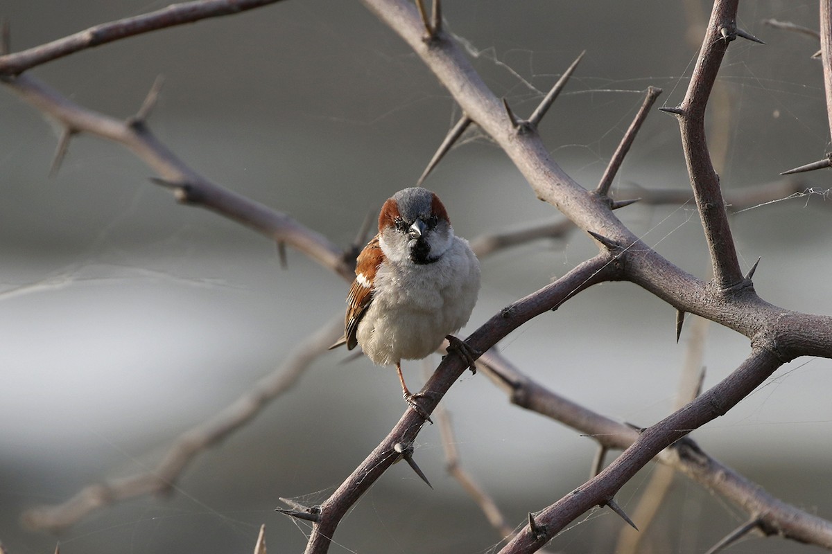 Sind Sparrow - Charley Hesse TROPICAL BIRDING