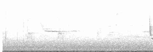 Каролинский крапивник - ML95148811