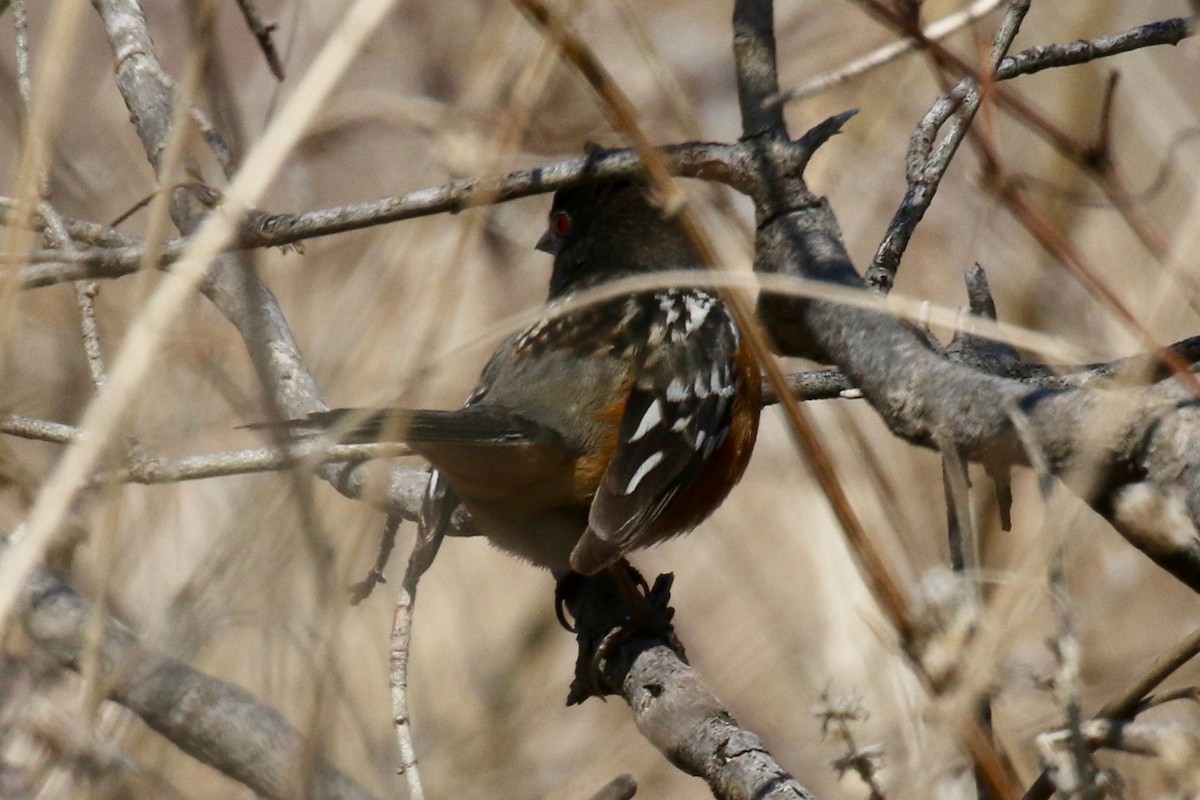 Spotted Towhee (arcticus) - Katie Gooby